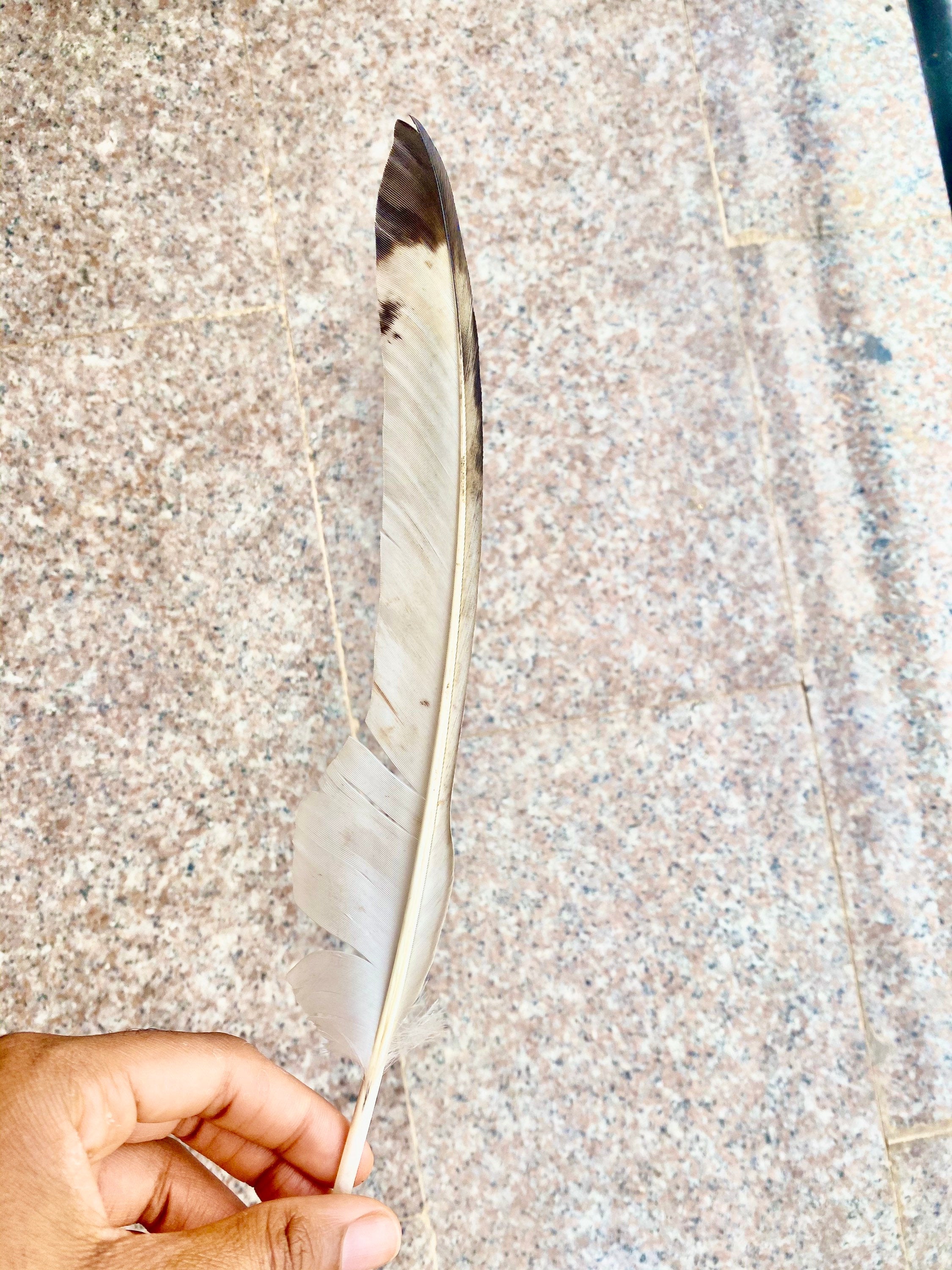 Red hat and eagle feather (optional) - Dimaz